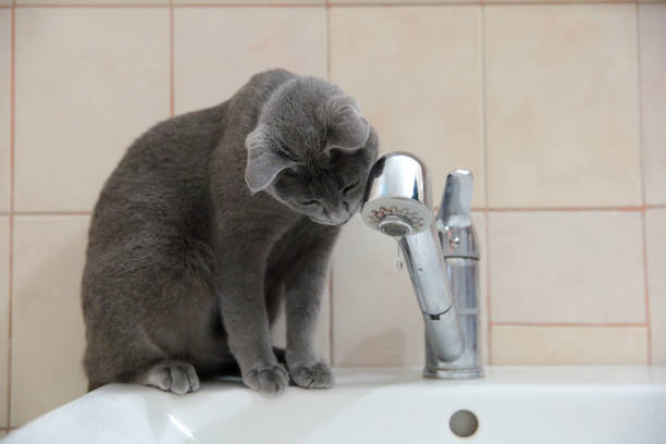 istock Domestic cats are great pets to cuddle and hug. 912298672