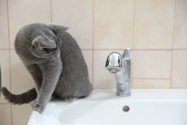 istock Domestic cats are great pets to cuddle and hug. 912299128