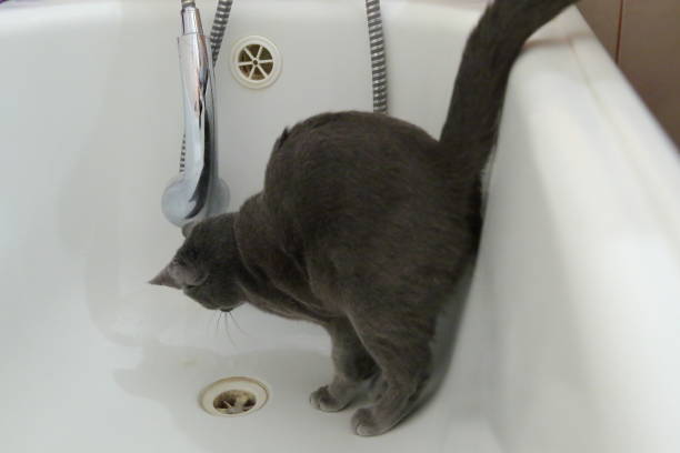 istock Domestic cats are great pets to cuddle and hug. 912300202