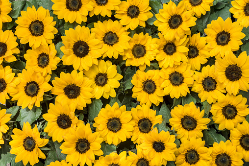 Bouquet of small sunflowers