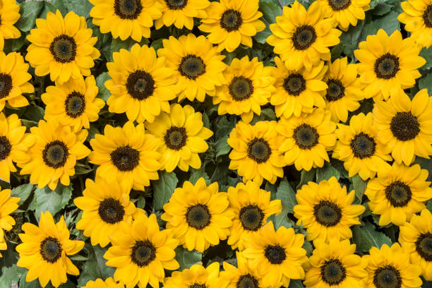 Sunflowers Agglomeration stock photo