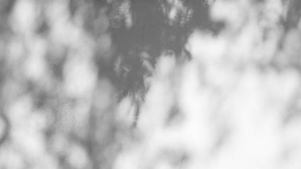 istock shadows leaf on a white concrete rough texture wackground 912302620