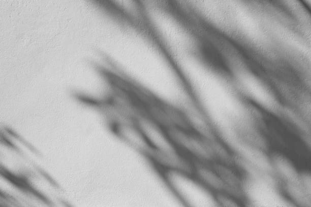 istock shadows leaf on a white concrete rough texture wackground 912302622