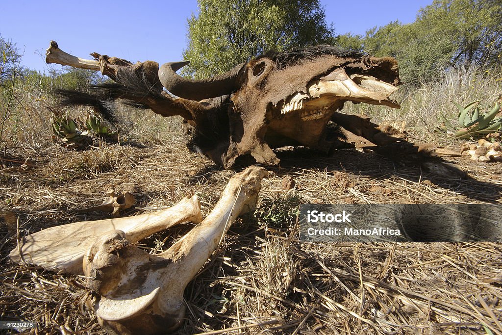 Death in the African Bush  Animal Stock Photo