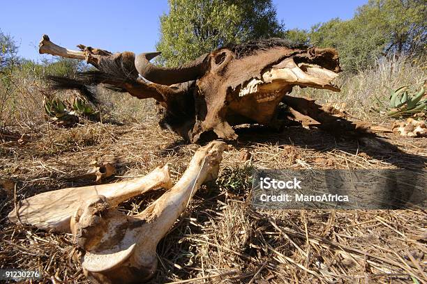 Death In The African Bush Stock Photo - Download Image Now - Animal, Animal Bone, Animal Skeleton