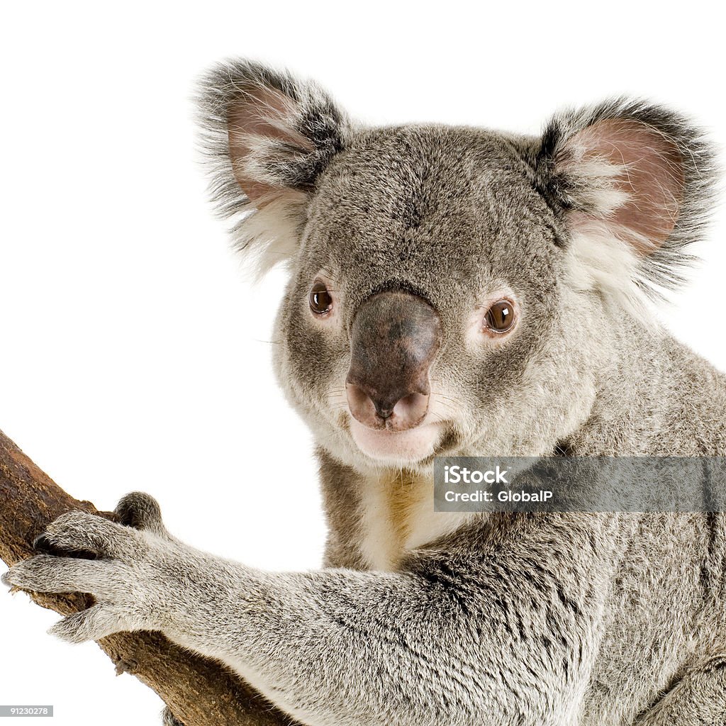 Koala - Foto de stock de Animal libre de derechos