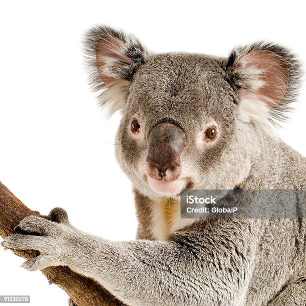 Koala Foto de stock y más banco de imágenes de Animal - Animal, Animal vertebrado, Anticipación