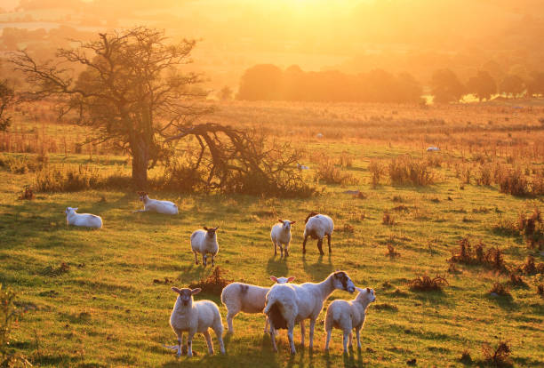 istock Sheep in the Shropshire Hills at Sunrise 912304210