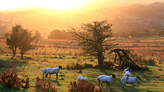 A herd of sheep in the stunning Shropshire Hills at sunrise. Image taken on a pristine morning washed in golden light. Very little processing on this landscape image.
