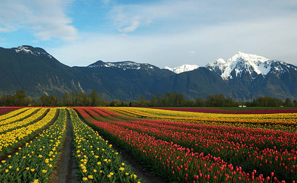 istock tulip field and cheam mountain 91230633