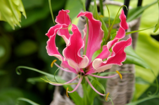 Calendula (tiger lily)