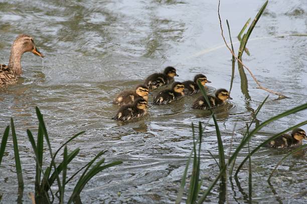 Mallard Ducklings  oxford ohio photos stock pictures, royalty-free photos & images