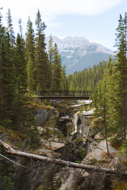 istock Bridge above canyon in forest in Rocky Mountains, Jasper 912309974