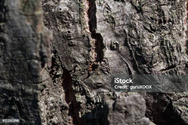 Close Up Of Natural Bark Old Wood Texture For Background Stock Photo - Download Image Now