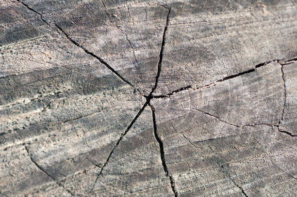 istock Close up and macro shot of old tree stump texture 912310794