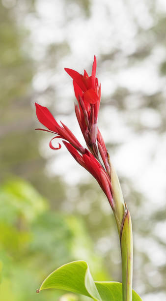 istock Canna edulis red arrowroot flower 912310836