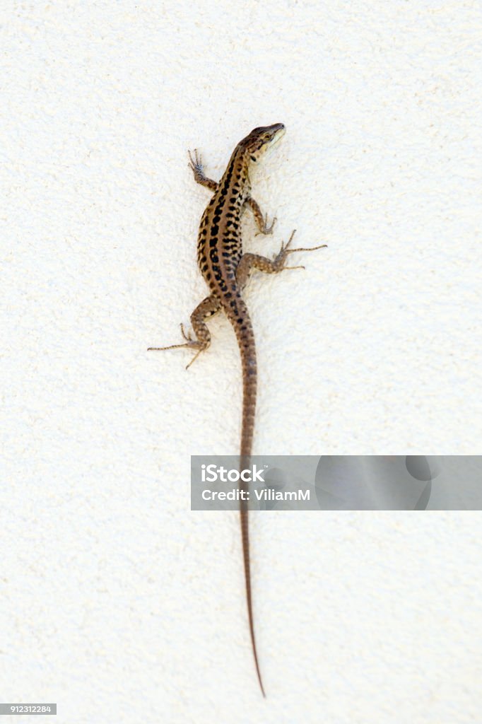 A lizard at the wall. A lizard climbing the wall. Agama Family Stock Photo