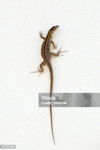 A Lizard At The Wall Stock Photo - Download Image Now - Agama Family, Amphibian, Animal