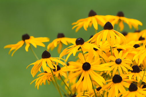 Blossoming flower bed of The Rudbeckia.
