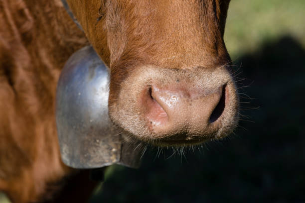 primer plano de la nariz de la vaca suizo marrón con una campana - animal head cow animal bell fotografías e imágenes de stock