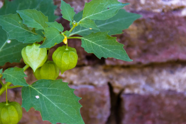 Blooming young bud on a tree branch with blurry background macro shot spring