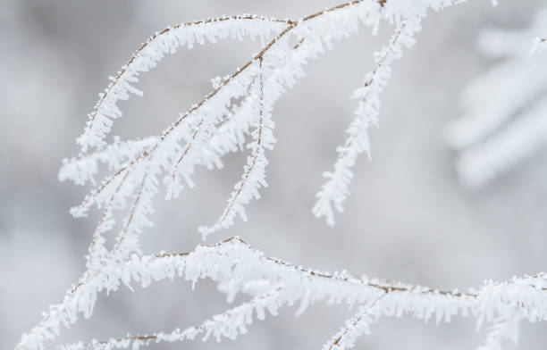 Winter tree frozen branches stock photo