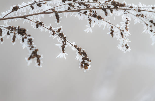 Winter tree frozen branches stock photo