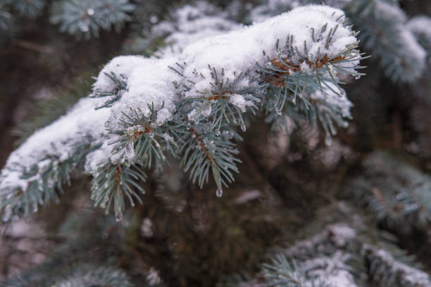 istock branches of the spruce in winter snow day 912315722