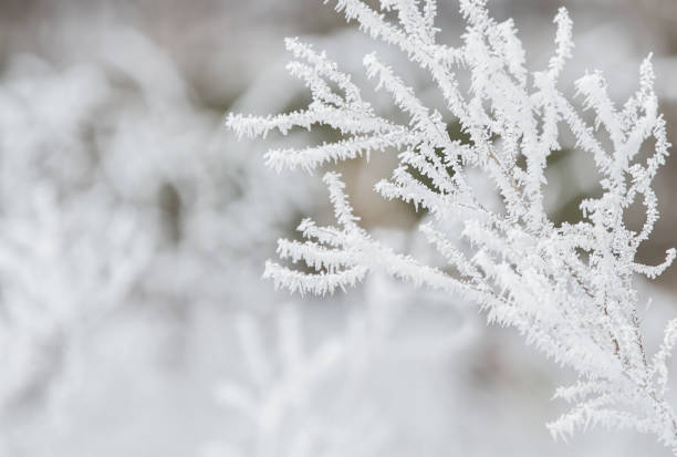 Winter tree frozen branches stock photo