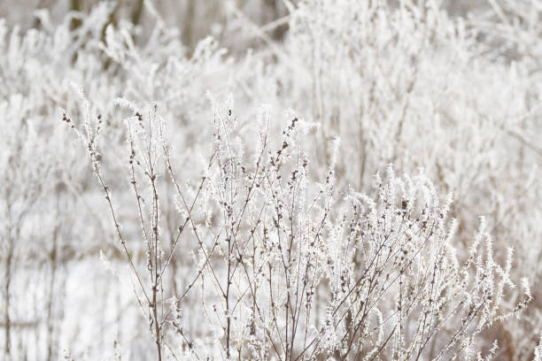 Winter tree frozen branches stock photo