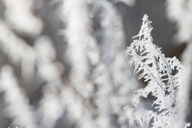 Winter tree frozen branches stock photo