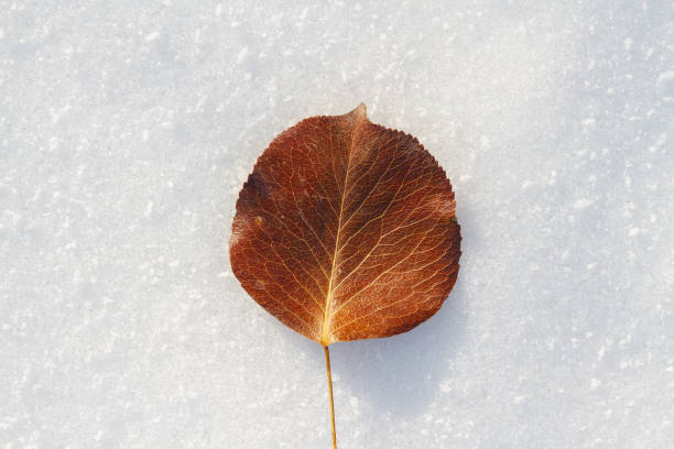 Close-Up Of Dry Leaf During Winter stock photo