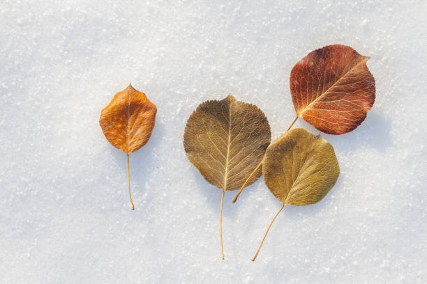 Close-Up Of Dry Leaf During Winter stock photo