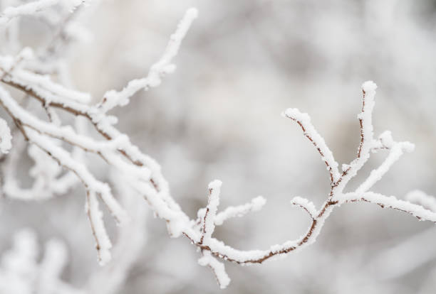 Winter tree frozen branches stock photo