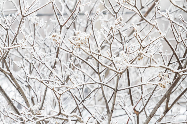 Winter tree frozen branches stock photo