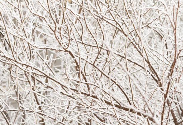 Winter tree frozen branches stock photo