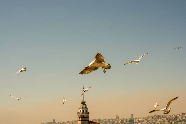 istock Seagull in a sky with a Maiden`s tower 912318092