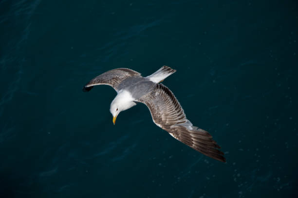 istock Single seagull flying over sea waters 912318172