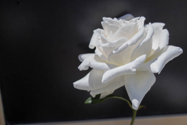 istock Beautiful fresh roses in close up view 912318272