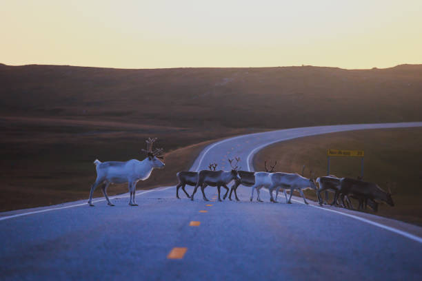 manada de renos caribú pastando y cruzando la carretera cerca de nordkapp, el condado de finnmark, noruega - animal cute animals deer deer herd fotografías e imágenes de stock