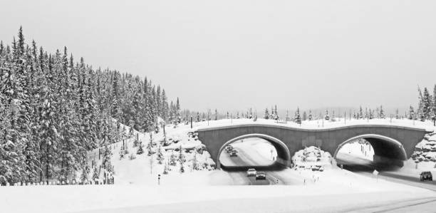 istock Wildlife highway crossing over the TransCanada highway 912321986