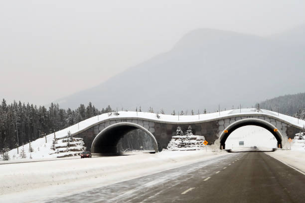 istock Wildlife highway crossing over the TransCanada highway 912322034