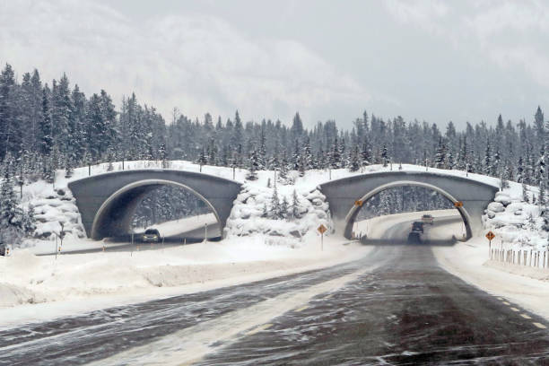 istock Wildlife highway crossing over the TransCanada highway 912322072