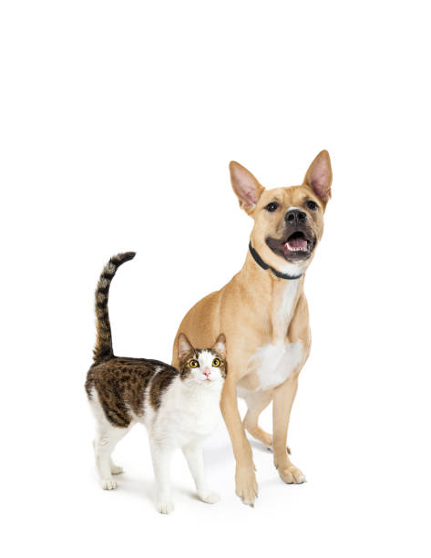 istock Excited Cat and Dog Together Looking Up 912323236