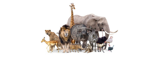 istock Safari Animals Together Isolated Banner 912323484