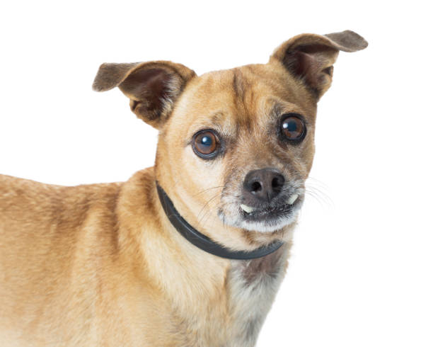 Kammerat stor Arthur Conan Doyle Closeup Chihuahua Hund Mit Unterbiß Stockfoto und mehr Bilder von Blick in  die Kamera - Blick in die Kamera, Chihuahua - Rassehund, Domestizierte  Tiere - iStock
