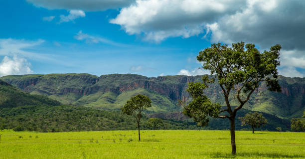 istock National park serra canastra brazil 912326864