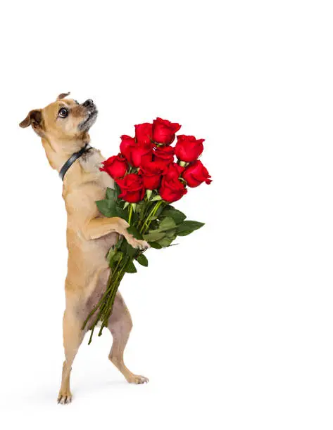 Photo of Chihuahua Dog Standing Holding Dozen Roses