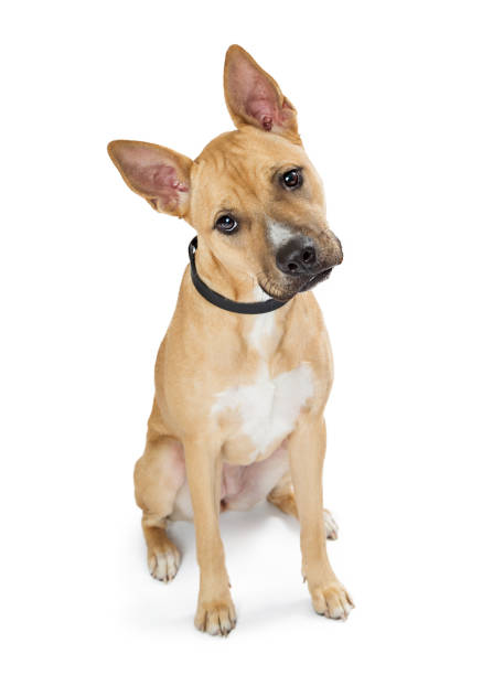 Cute medium-sized puppy dog with sad, waiting or longing body language. 1 year old female Harrier Labrador mix dog. Selective focus. White background.