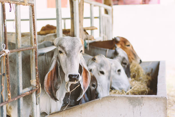 istock Cows are eating rice straw in a cowshed 912327612